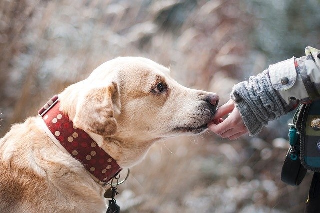 alimentation chien