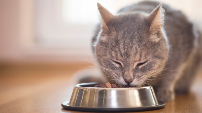 croquettes pour chat stérilisé