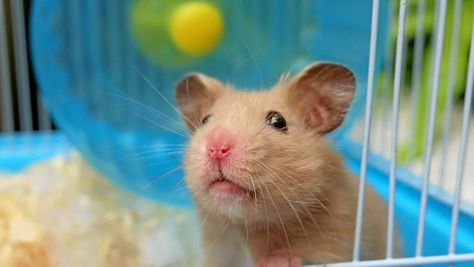 hamster