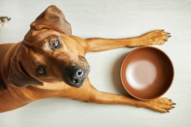 meilleure alimentation de son chien