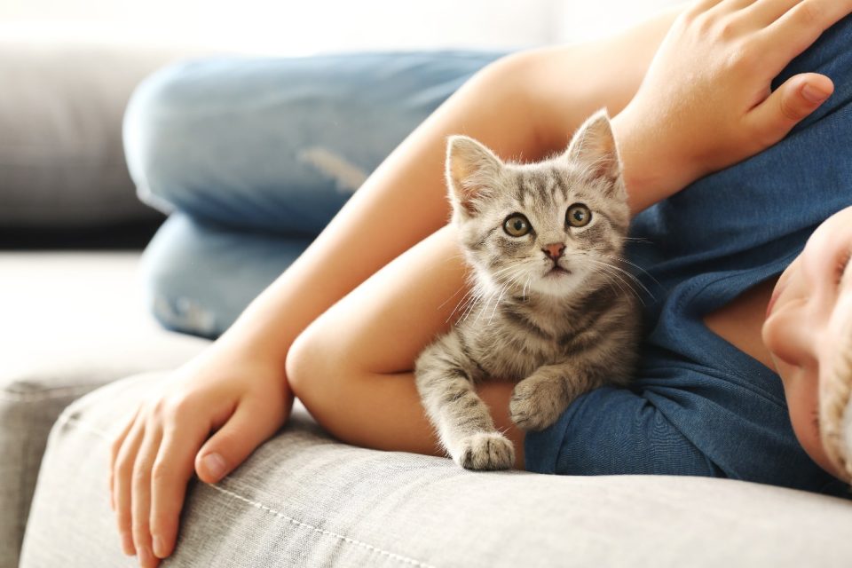 équipement indispensable pour accueillir un chaton