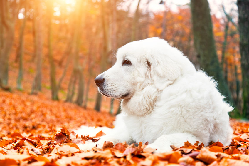 races de chiens préférés des Français