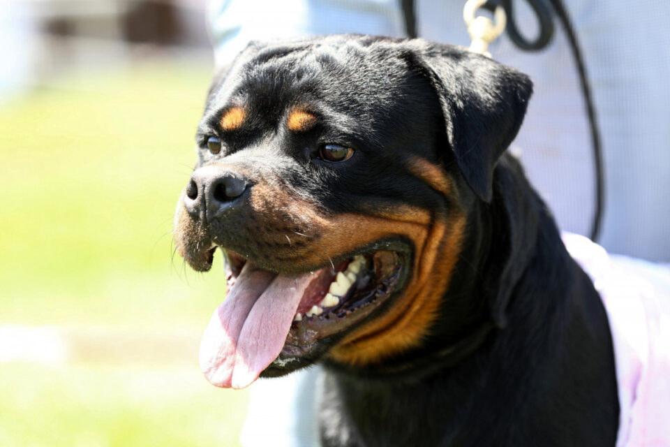 Rottweiler