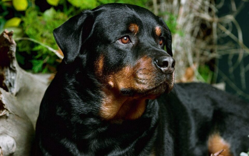 rottweiler