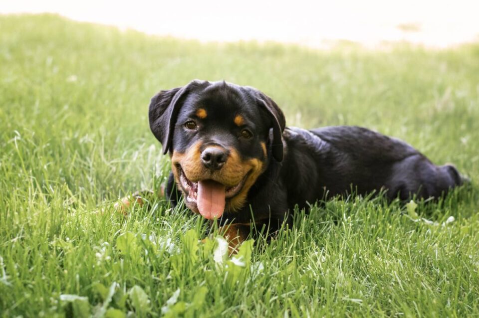 rottweiler