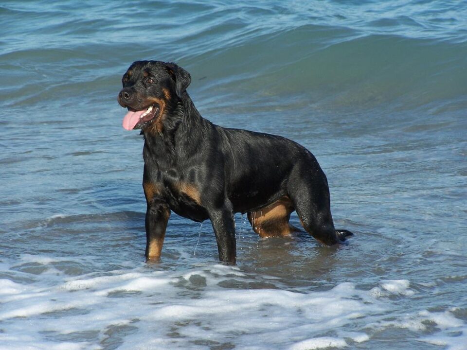 rottweiler