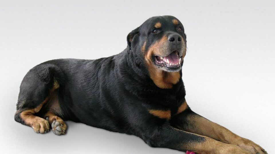 rottweiler