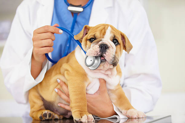 mutuelle santé pour chien