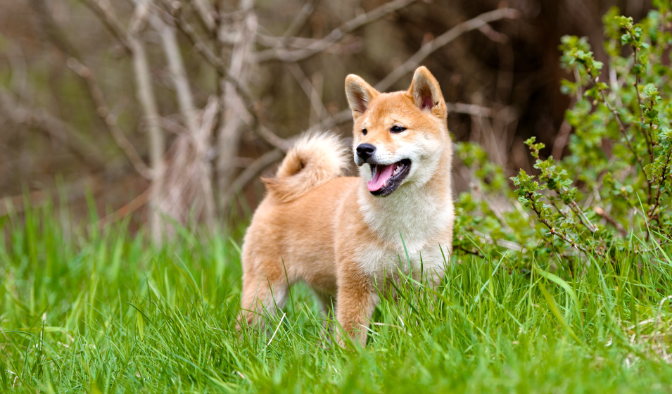 Shiba Inu